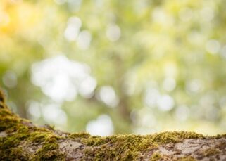 Cuáles son los recursos naturales de Perú