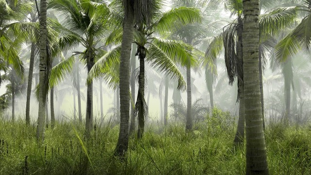 ¿Qué es el ciclo del carbono?