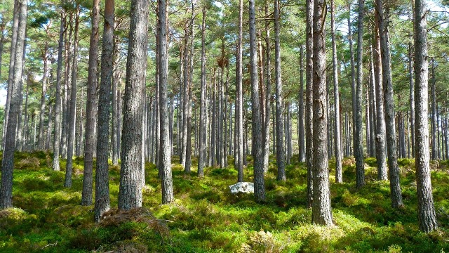 ¿Qué es la ecología de poblaciones?
