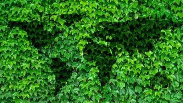 ¿Qué son las plantas maderables?