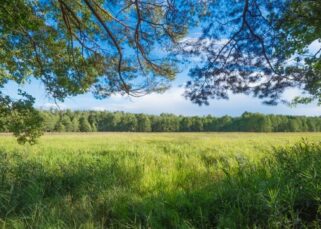 ¿Qué son los bosques tropicales?