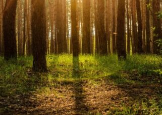 ¿Qué son los tornados?