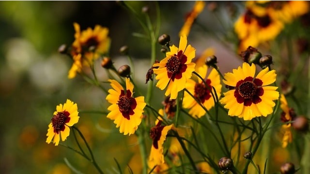 Flores amarillas