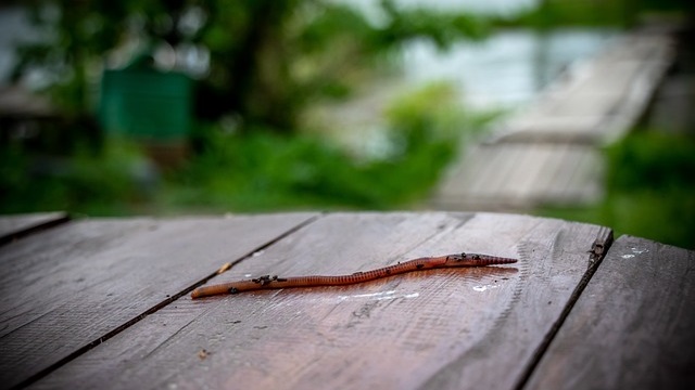 Gusanos