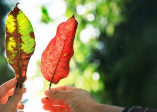 Interdependencia con la naturaleza