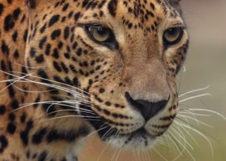 Significado de la Danza del Jaguar