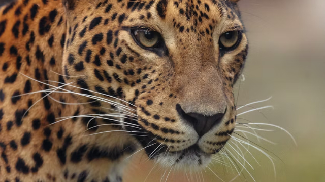 Significado de la Danza del Jaguar