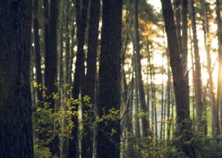 Bosque