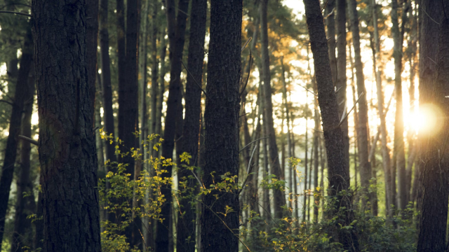 Bosque