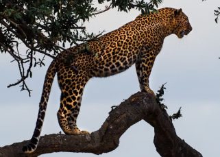 Danza del jaguar