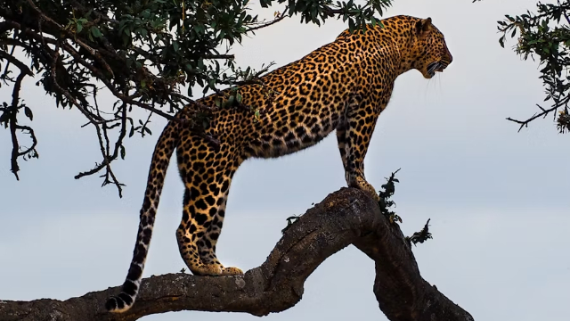 Danza del jaguar