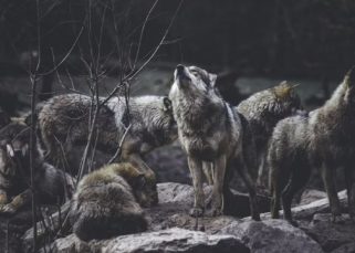 Lobos