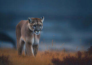 Puma