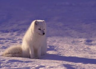 Zorro polar