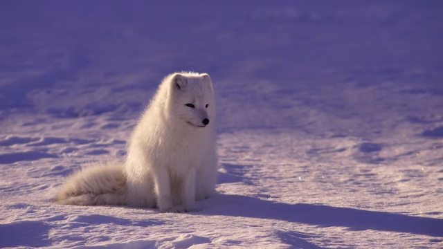 Zorro polar