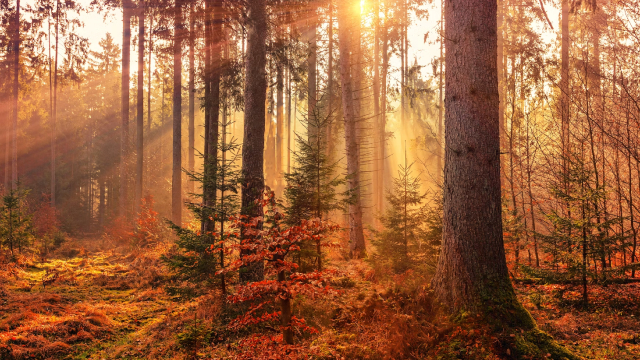 Otoño
